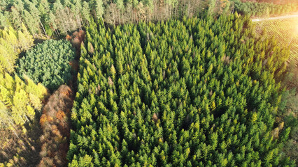 Reforestation field with emerging pine trees