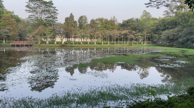 reflection of trees in the lake