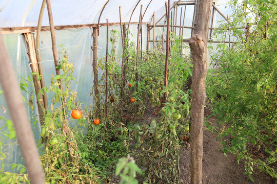 Tall tomato bushes with red and green fruits grow inside a homemade film greenhouse on a wooden frame. The rural interior of the hothouse demonstrates the process of growing vegetables in closed groun
