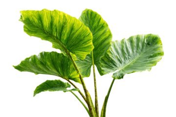 Vibrant Green Elephant Ear Plant Leaves