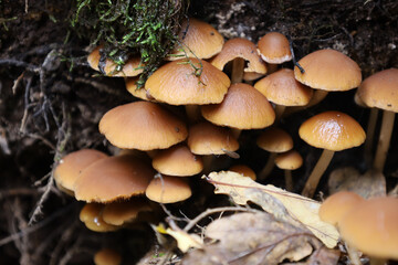 A cluster of brown forest mushrooms grows on an old decaying stump among green moss and dry leaves. These wild inedible mushrooms form a dense group in the natural environment of a damp autumn forest,