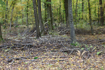 A dense deciduous forest with numerous fallen branches and dry brushwood on the ground creates a wild natural texture. The autumn landscape of thin tree trunks and fallen leaves conveys the authentic 