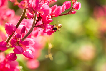 Fototapeta premium Chain of Love, Honolulu CreeperHonolulu Creeper. Antigonon leptopus Hook with pink flowers and blurred green leaves, native to Mexico.