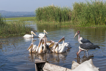 White pelicans (Pelecanus onocrotalus) and Marabou Stork (Leptoptilos crumeniferus), Awasa harbor, Ethiopia