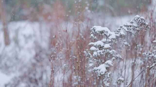 A soft snowfall is coming down on a tall grass prairie in Illinois.