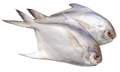 Fresh White pomfret or Butterfish isolated on white background, White pomfret or Butterfish on White Background With clipping path, High resolution photography PNG file.