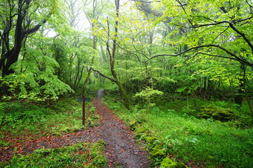 refreshing spring forest and fine path