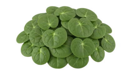 Pile of green pennywort leaves isolated PNG on transparent background, fresh edible herb for salad and culinary use