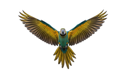 Obraz premium Blue and yellow macaw parrot flying PNG isolated on transparent background, tropical bird with outstretched wings for design use