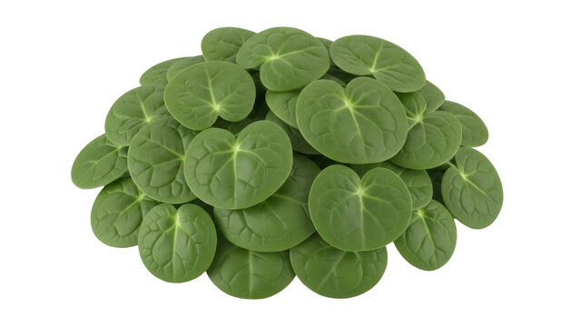 Pile of green pennywort leaves isolated PNG on transparent background, fresh edible herb for salad and culinary use