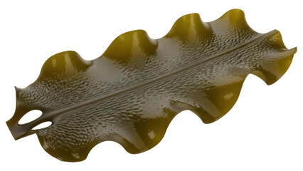 Shiny brown kelp seaweed isolated PNG on transparent background, edible algae with wavy edges for culinary and marine biology concepts