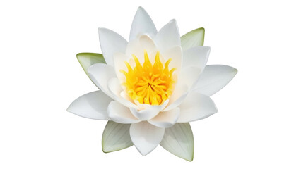Elegant water lily PNG isolated on transparent background, beautiful white flower with yellow center for graphic design and decoration