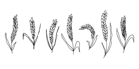 Set of hand drawn cereal wheat oat rye barley rice ears spikelet clipart Organic wheat bread agriculture farming harvest healthy food Single element for design print packaging label decor