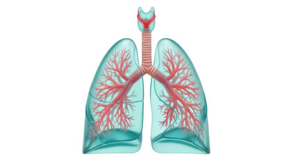 Human lungs isolated PNG on transparent background, respiratory system anatomy with trachea and bronchi for medical education and healthcare concepts