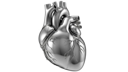 Metallic human heart isolated PNG on transparent background, anatomical model for medical study and educational resources