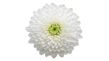 Elegant white chrysanthemum flower isolated PNG, delicate floral element on transparent background for wedding invitations and graphic design projects