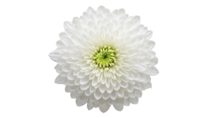 Elegant white chrysanthemum flower isolated PNG, delicate floral element on transparent background for wedding invitations and graphic design projects