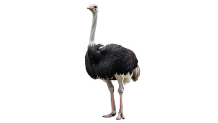 Majestic ostrich PNG isolated on transparent background, large flightless bird with long neck and legs, wildlife animal from Africa