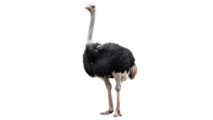 Majestic ostrich PNG isolated on transparent background, large flightless bird with long neck and legs, wildlife animal from Africa