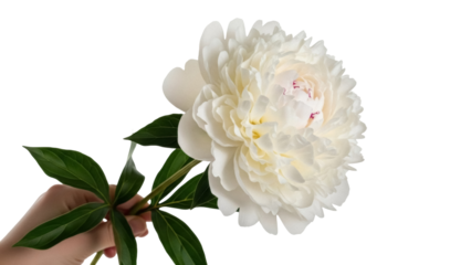 Elegant white peony flower PNG isolated on transparent background, beautiful floral element for wedding invitations and greeting cards