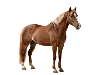 Brown horse with blonde mane standing
