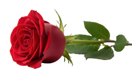 Elegant red rose isolated PNG on transparent background, romantic flower with green leaves for Valentine s Day and love themes