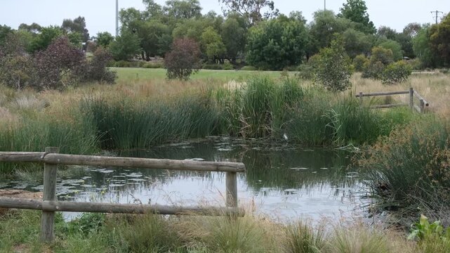 Davis Creek in Melbourne Australia, featuring still water bordered by dense reeds, native grasses, and low shrubs. A simple timber fence runs along the creek edge. Natural habitat preservation