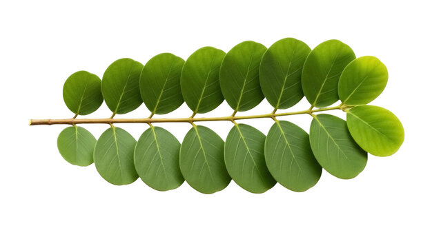 Green senna tree branch with leaves isolated PNG, tropical plant foliage on transparent background for design and decoration