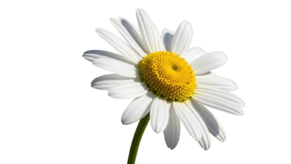 Beautiful daisy flower isolated PNG on transparent background, floral design element for spring and summer themes