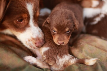 Mother dog is laying down with her puppies