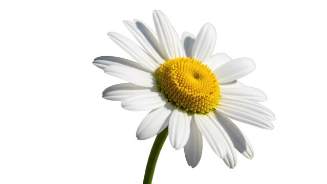 Beautiful daisy flower isolated PNG on transparent background, floral design element for spring and summer themes