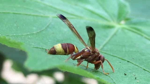 Macro close-up footage of a paper wasp (Polistes species) resting on a green leaf in its natural habitat. The video showcases the insect's detailed body structure, wings, and natural behavior