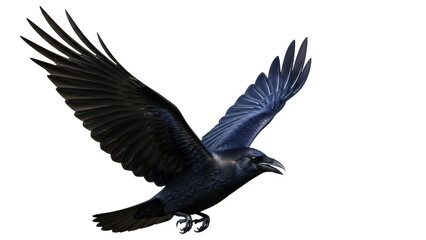 Fototapeta premium Majestic black raven flying isolated PNG, bird of prey with open wings on transparent background, wildlife animal for design use