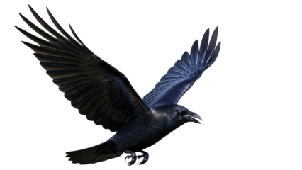 Majestic black raven flying isolated PNG, bird of prey with open wings on transparent background, wildlife animal for design use