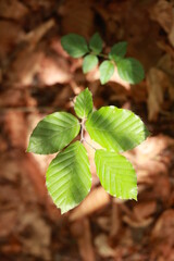 Leafy green plant is growing in the shade of a tree