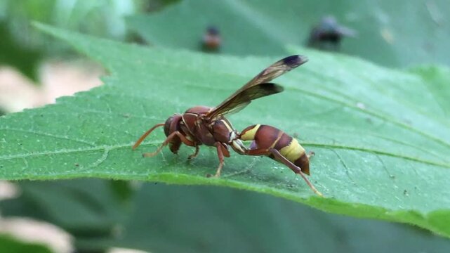 Macro close-up footage of a paper wasp (Polistes species) resting on a green leaf in its natural habitat. The video showcases the insect's detailed body structure, wings, and natural behavior