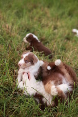 Group of puppies playing in a grassy field