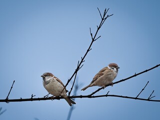 Tree Sparrow (Passer montanus) and House Sparrow (Passer domesticus) in late autumn.