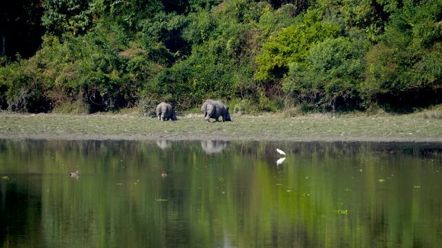 Shot of two Rhinos grazing along with birds at Kaziranga National Park