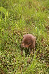 Brown puppy is sitting in the grass