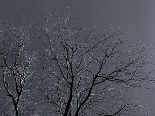 複雑に絡み合う枯れ木の枝のシルエットを捉えたモノクロ写真 暗い空を背景に浮かび上がる樹木のディテールが不気味さと美しさを同時に感じさせるアートな自然素材 冬の孤独や荒廃したイメージにも適した背景画像