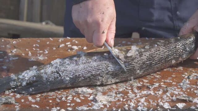 Fish Cleaning Process with Knife on Wooden Table. Man cleaning fish using a knife on an wooden table. Scales and fish parts are visible, indicating the preparation process for cooking or preservation