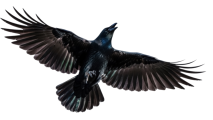 Majestic black raven flying PNG isolated on transparent background, dark bird with open wings for Halloween and gothic themes
