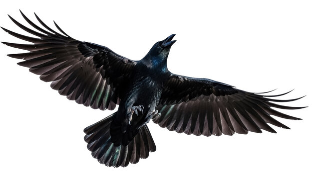 Majestic black raven flying PNG isolated on transparent background, dark bird with open wings for Halloween and gothic themes