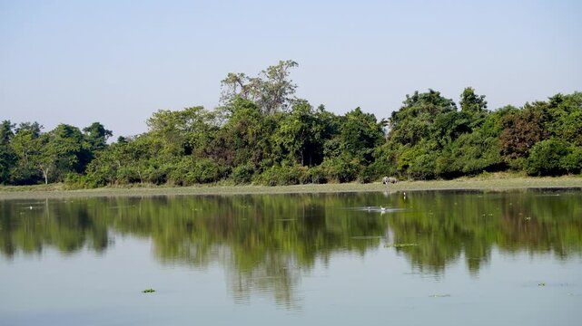 Shot of Kaziranga National Park landscape with Rhinos and birds in the water bodies