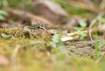 Naklejka premium カエルをマクロレンズで撮影
