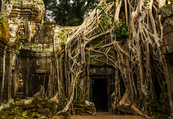 Obraz premium Massive tree roots flowing over doorway of ancient stone building at ta prohm temple ruins in angkor wat complex cambodia