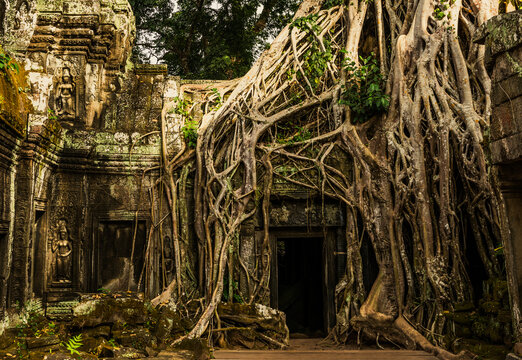 Massive tree roots flowing over doorway of ancient stone building at ta prohm temple ruins in angkor wat complex cambodia