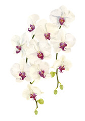 水彩で描いた胡蝶蘭のイラスト