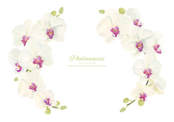 水彩で描いた胡蝶蘭のイラスト